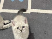 Son lynx point british shorthair uygun