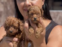 Teacup kore poodle yavrularım