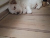 Terrier çok sevimli bir cins