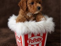toy poodle ev ortamı