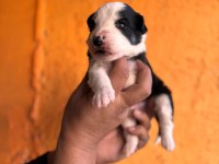 Border collie bebekler için acele edin
