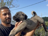 Aslan Lina kangal yavruları