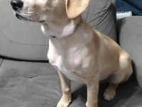 5.5 aylık labrador bütün aşıları yapıldı çipi takıldı