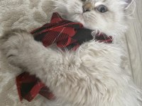 3 aylık british longhair erkek