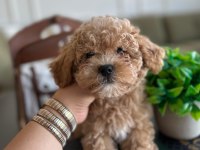 Yakışıklı maltipoo oğluşum Barney