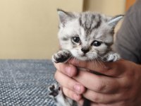 british shorthair son kalan yavrularımız