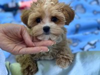 Maltipoo kore kan 0 numara bebekler