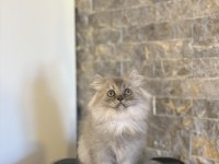 TESLİME HAZIR BRITISH LONGHAIR SILVER YAVRULARIM 