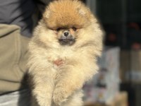 Petmode köpek çiftliğinden hazır 5 adet pomeranian 