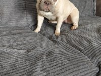 İsabella Carrier French Bulldog Kızımıza Sıcak Yuva Arıyoruz