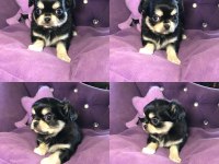 Chihuahua için okumadan iletişim kurmayın lütfen