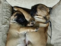 Pug yavrular yeni evine gitmeye hazır