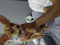 3 aylık eğitimli chihuahua