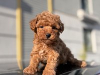 Birbirinden güzel Toy Poodle yavrular
