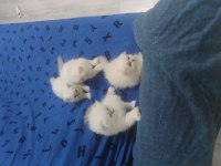 Yavru kediler british longhair