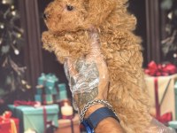 Altın rengi toy poodle yavrular