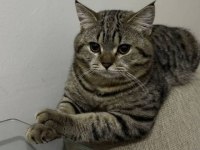 British shorthair
