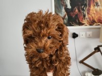 Minyatür kore toy poodle yavrular