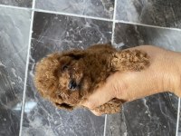 Orjinal minyatür toy poodle yavrular