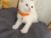 Anne baba scrli top kafa british shorthair kar beyaz yavrula