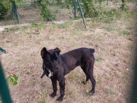 ÇOK SAĞLAM ORJ IRK CANE CORSO
