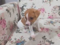 0 NUMARA JACK RUSSELL PRENSESLER