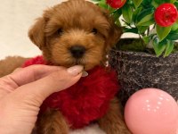 TATLI MALTİPOO KÖPEKLER
