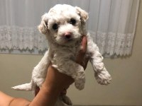 Maltipoo yavrular