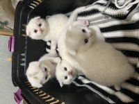 1 aylık scottish fold yavrular