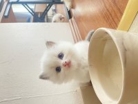 İzmir 5 Haftalık Ragdoll Yavrularımız