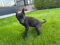 North American Wolfdog ve Alman Kurdu yavruları