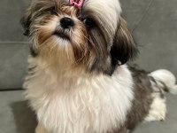 A ŞESECE SHIH TZU ÇOCUKLARIMIZ HAZIR