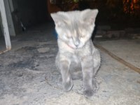 Calico yavru kedimiz