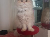 Yetişkin İran Kedisi Erkek