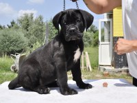 Şecere belgeli ırk ve sağlık garantili cane corso yavrular