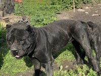 Cane Corso Üst Sınıf