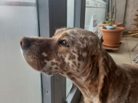 EĞİTİMLİ AV KÖPEĞİ