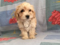 MALTİPOO CAN DOSTLAR