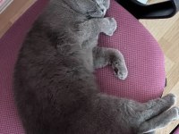 Scottish Fold kızımıza yuva arıyoruz