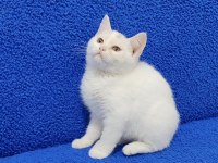 BAL GÖZLÜ PONÇİK YENİ SAHİBİNİ ARIYOR 
