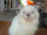 İRAN ANNE VE 3 YAVRU İRAN KEDİSİ
