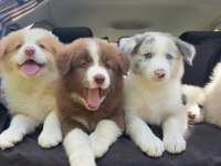 Ruhsatlı köpek çiftliğinden border collie yavrular
