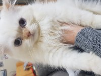 2 yaşında güzel chinchilla kızım ve yavruları