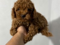 Toy Poodle Yavrularımız