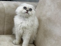 A kalite safkan scottish fold longhair silver point erkek