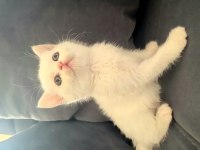 British shorthair ve İran kedisi