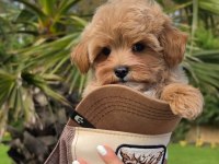 Eğitilebilir Maltipoo Yavruları ile Evinize Neşe Katın