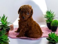 Çok tatlı Kore toy poodle yavrularımız