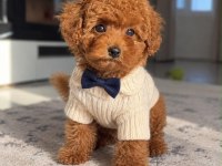 Safkan Toy Poodle