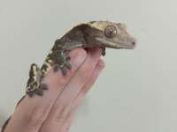 Satılık yetişkin damızlık Crested geco